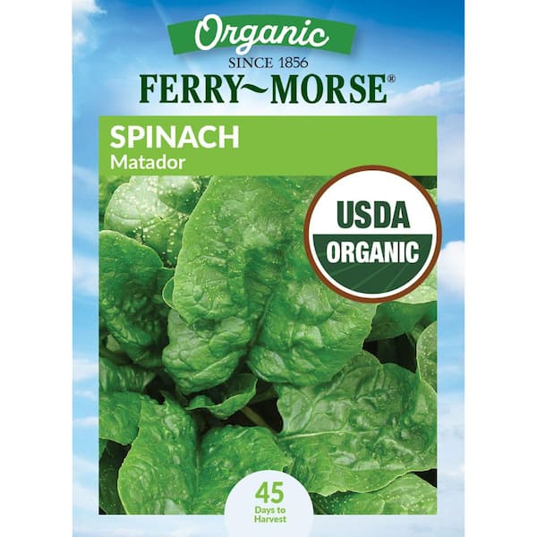 Organic Spinach Matador Italian Vegetable Seeds