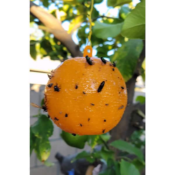 Sticky Traps Balls, Houseplant Sticky Bug Traps Capturing Fruit