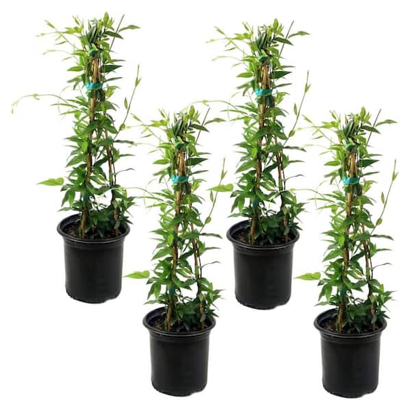1 gal. Carolina Jessamine Plant with Yellow Flowers (4-Pack)