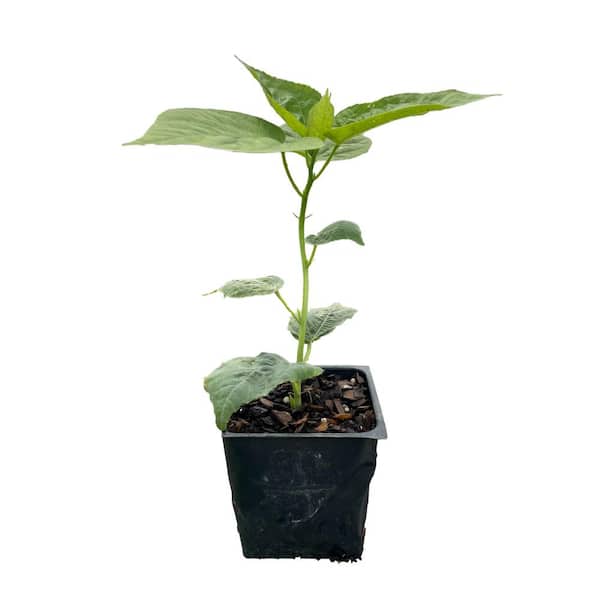 Daylily Nursery 3 Luna Pink Hibiscus Plants in 3 Separate 4 in. Pots