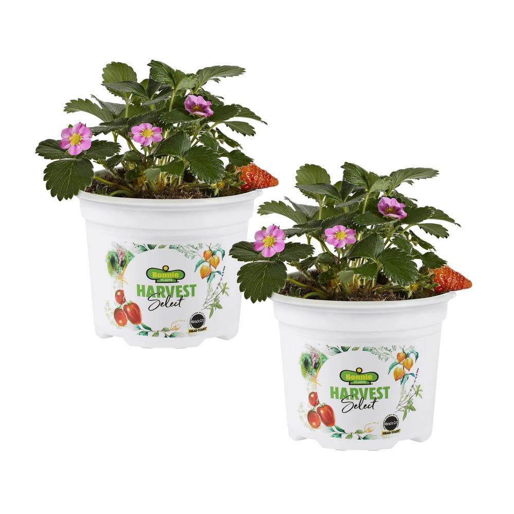 25 oz. Berri Basket Pink Strawberry Live Plants (2-Pack)