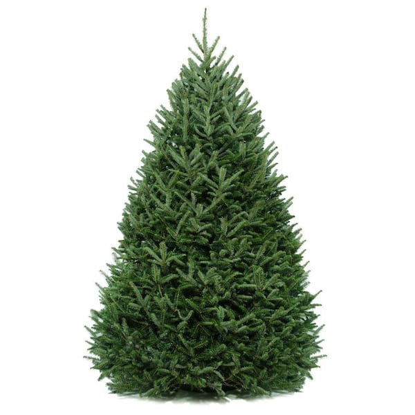 CAROLINA FRASER FIR COMP 7- 8 ft. Freshly Cut Live Abies Fraser Fir Christmas Tree