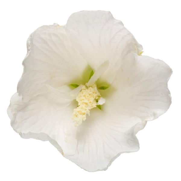 2 Gal. White Pillar Rose of Sharon (Hibiscus) Plant with White Flowers