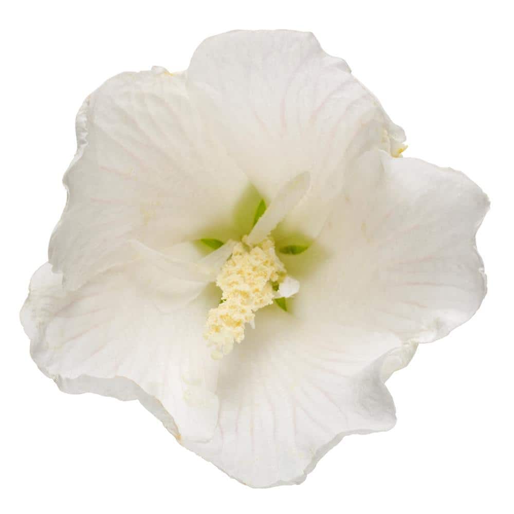 2 Gallon White Pillar Rose of Sharon Hibiscus Shrub