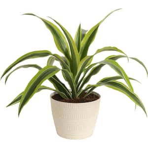 Grower's Choice Dracaena Indoor Plant in 6 in. White Pot, Average Shipping Height 1-2 ft. Tall
