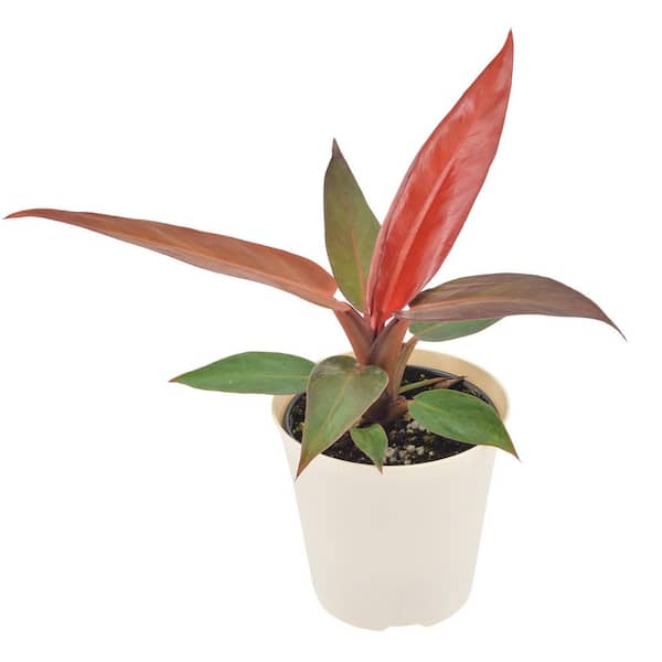 Arcadia Garden Products 4 in. Philodendron Sun Red Live Indoor Plant in  Beige Plastic Pot Cover Planter LV106 - The Home Depot