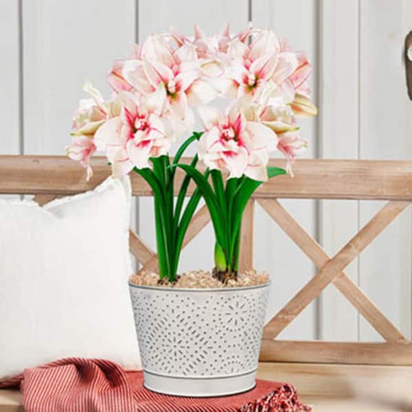 Gardens Alive! Elvas Pink and White Amaryllis (Hippaestrum) 2 Bulb Holiday Gift Kit with Decorative 8 in. Pot