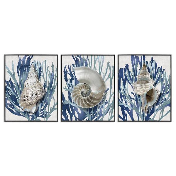 Trio of Shells and Coral by Caroline Kelly 3-Piece Black Framed Giclee Art Print Coastal 20 in. x 16 in.