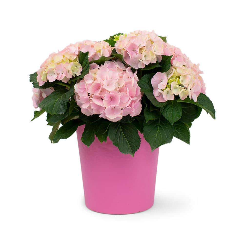 https://images.thdstatic.com/productImages/f6ec3d29-8a8a-48cf-8bd6-a391542c546a/svn/pure-beauty-farms-hydrangeas-dc10hydrangpink-64_1000.jpg