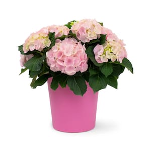 1.9 Gal. Hydrangea Pink Flowers in 9.25 in. Plastic Designer Pot