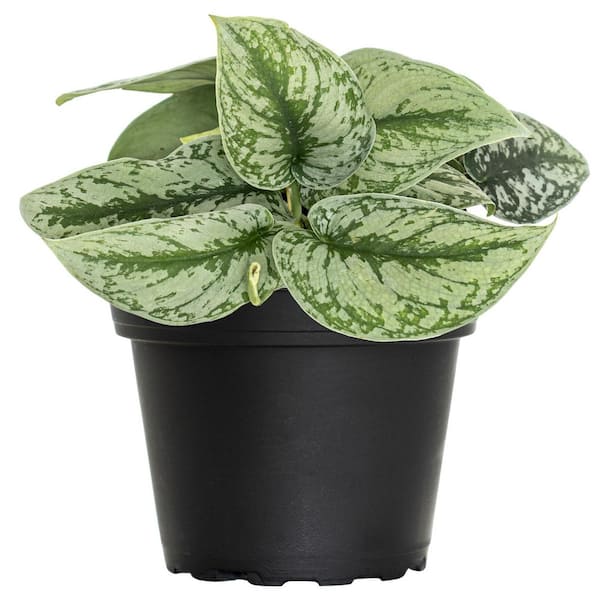 4 in. Silver Satin Pothos Scindapsus pictus Live Indoor Plant in Grower Pot