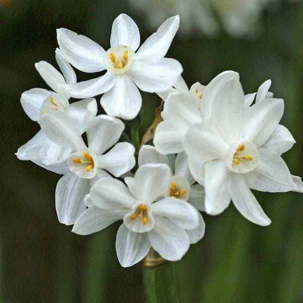 Van Bourgondien Inbal Papperwhite Narcissus Bulbs (25-Pack)