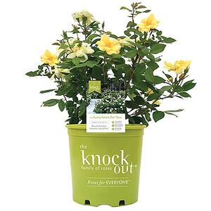 1 Gal. Yellow The Sunny Knock Out Rose Bush with Yellow Flowers