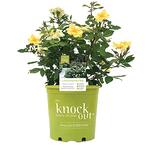 2 Gal. Yellow The Sunny Knock Out Rose Bush with Yellow Flowers
