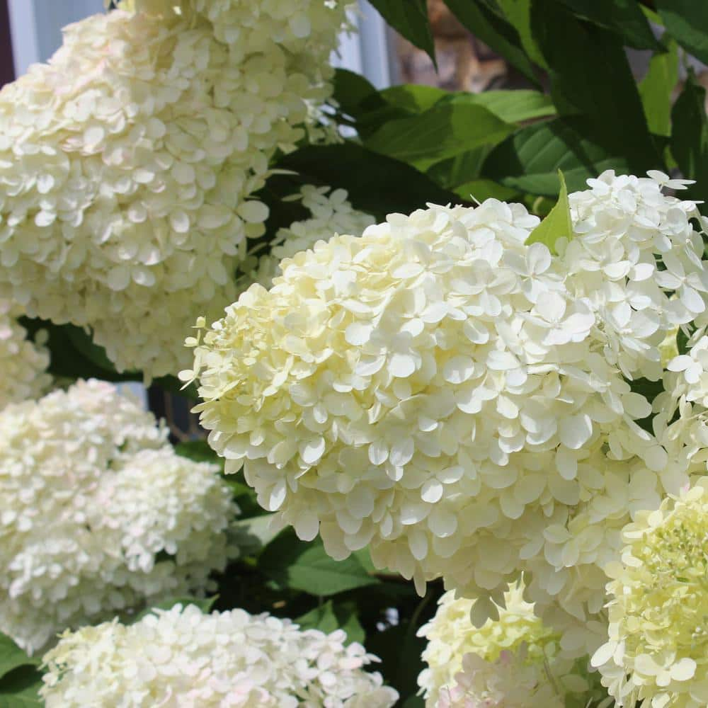 national PLANT NETWORK 2.5 qt. Hydrangea Phantom Flowering Shrub with ...