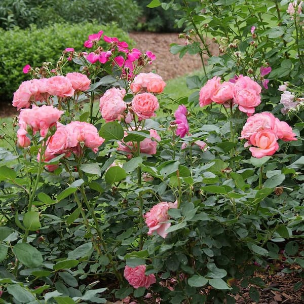 PROVEN WINNERS 4.5 in. Quart, Reminiscent Coral Rose (Rosa), Live
