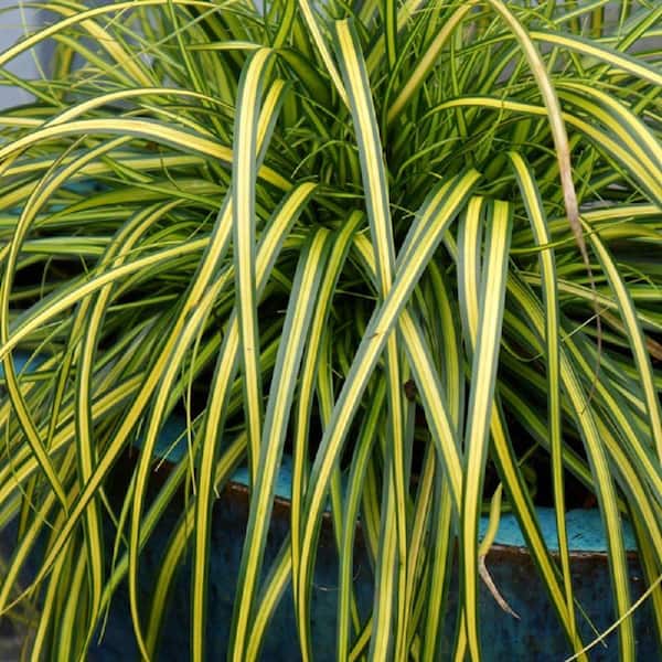 SOUTHERN LIVING 2.5 Qt. Evercolor Eversheen Carex (Sedge Grass) Live Perennial with Lime Yellow Striped Green Foliage