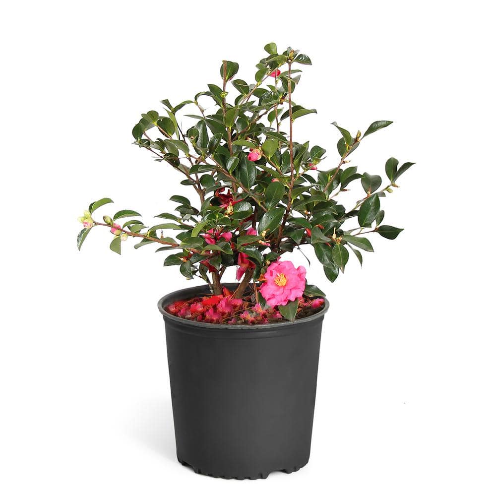 Tole Short Potted Camellia