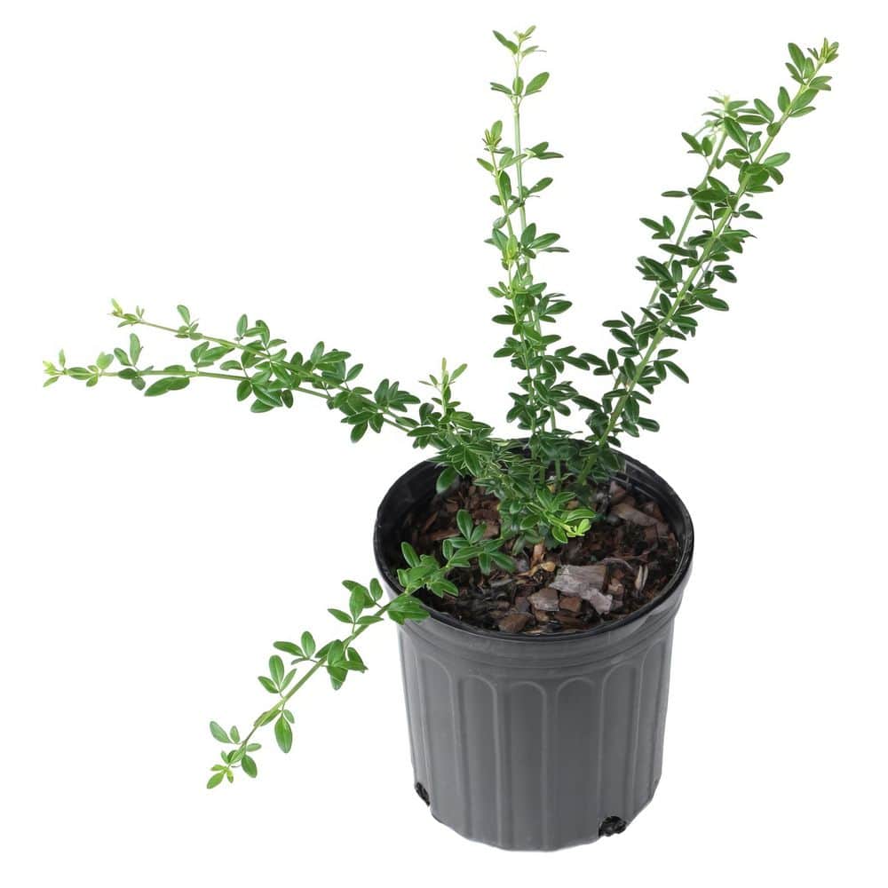 1 Gal. Winter Jasmine Flowering Shrub with Yellow Flowers (4-Pack) price history on PriceWatchPro