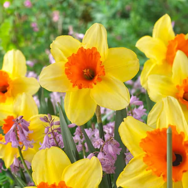 Miracle-Gro 16/18 cm, Fortissimo Large Cupped Daffodil Flower Bulbs ...