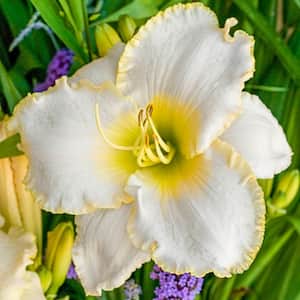 Early Snow Reblooming Daylily (Hemerocallis), Dormant Bare Root Perennial Plant (1-Pack)