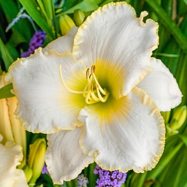 Spring Hill Nurseries Early Snow Reblooming Daylily (Hemerocallis), Dormant Bare Root Perennial Plant (1-Pack)