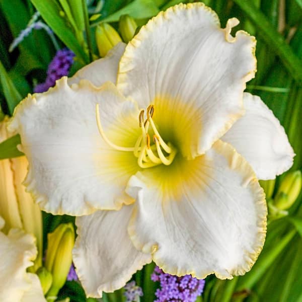 Spring Hill Nurseries 1 Gal. Pot, Early Snow Daylily, Potted Deciduous Flowering Perennial Plant (1-Pack)