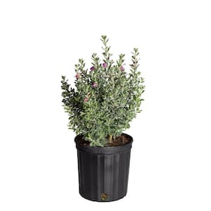 10 in. Outdoor Purple Texas Sage Plant in Grower Pot, Avg. Shipping Height 24 in.to 30 in. Tall