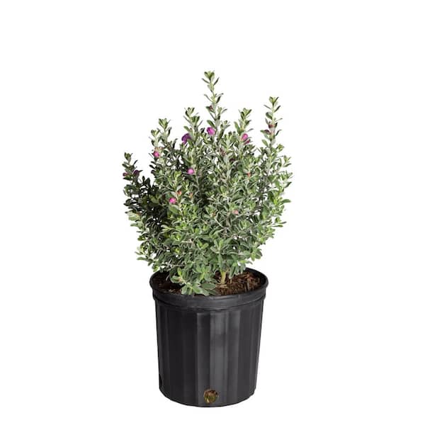Costa Farms 10 in. Outdoor Purple Texas Sage Plant in Grower Pot, Avg. Shipping Height 24 in.to 30 in. Tall