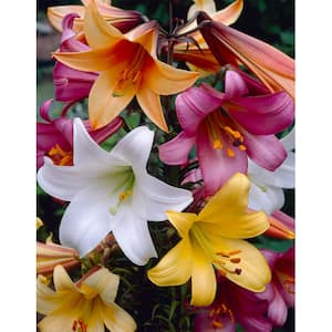 Trumpet Lily Mix Bareroot (3-Pack)