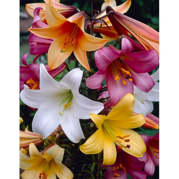 Bloomsz Trumpet Lily Mix Bareroot (3-Pack)