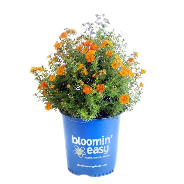 1 Gal. Bella Sol Potentilla Live Shrub, Sunset Orange Flowers