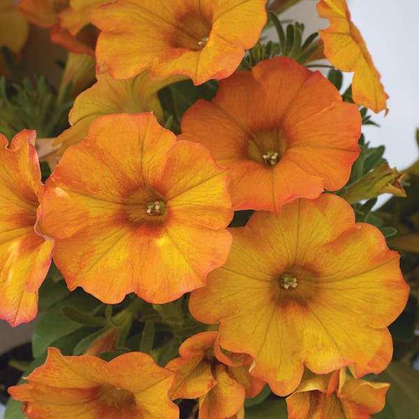 SUPERCAL 2.5 Qt. Sunset Orange Premium SuperCal Petunia Outdoor Annual ...