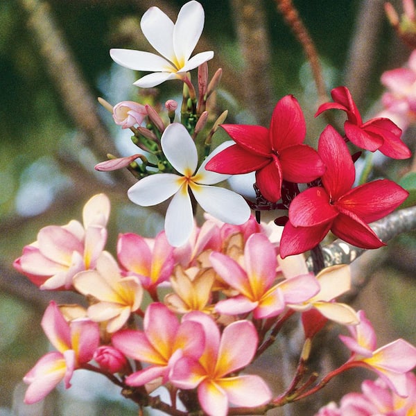 Unbranded 1 Gal. Tropical Sun Plumeria Rubra Indoor Plant