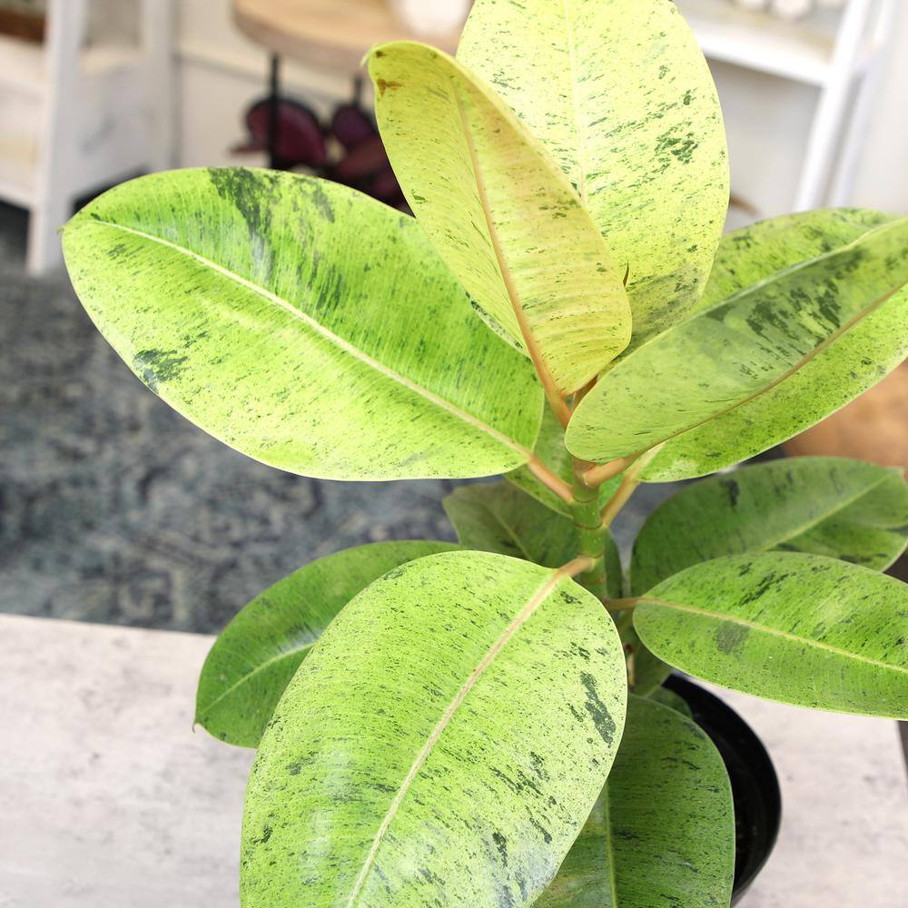 Shivereana Variegated Rubber Plant in Black Plastic Pot