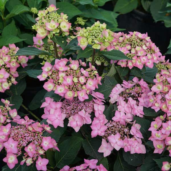 2 Gal. Let's Dance Can Do Reblooming Hydrangea (Serrata) Live Shrub with Pink or Purple Flowers