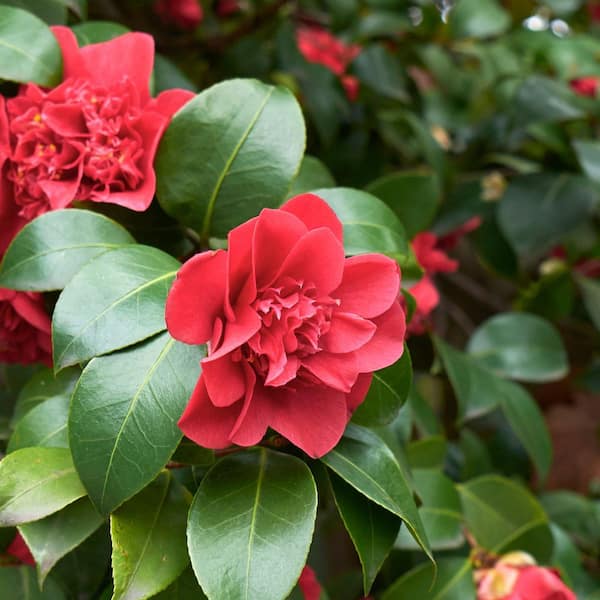 Reviews for national PLANT NETWORK 1 Gal. Camellia Japonica Blood