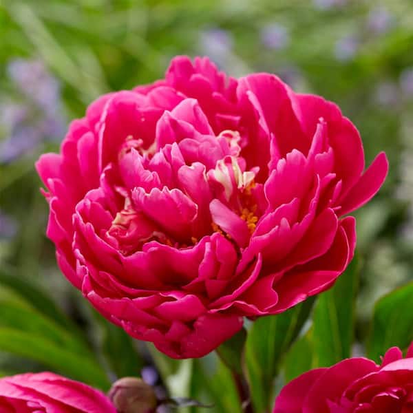 Garden State Bulb 2/3 Eyes, Karl Rosenfield Peony Flower Bulbs Bare Roots (Bag of 6)