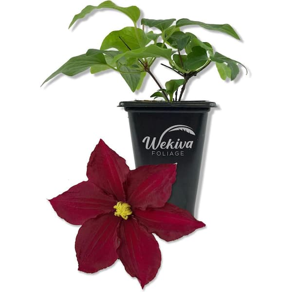 Clematis Rosemoor-Live Starter Plant in a 2 Inch Growers Pot-Starter Plants Ready for The Garden