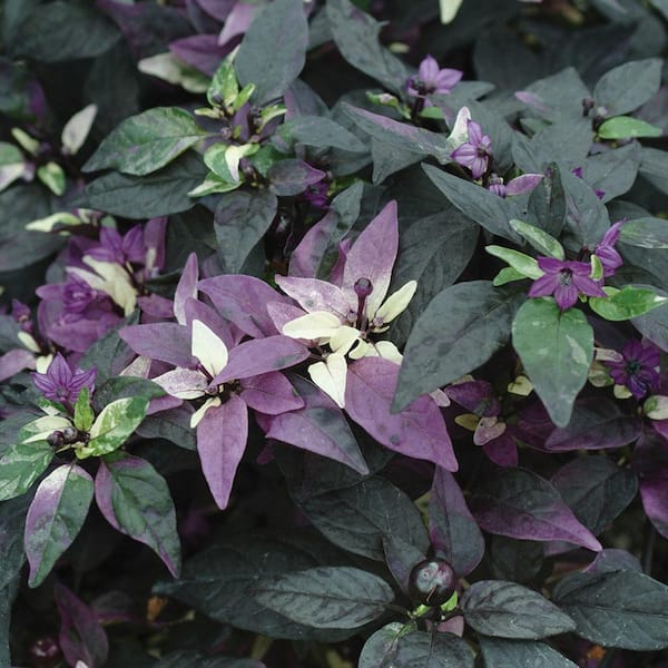 Bonnie Plants 19 oz. Purple Flash Pepper Plant