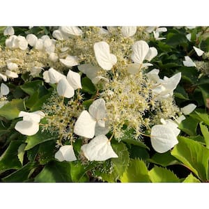 1 Gal. Flirty Girl False Hydrangea-Vine (Schizophragma) Live Plant, Shrub, White Flowers