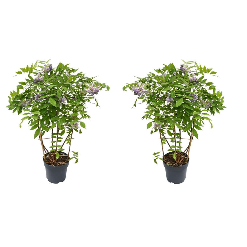 Online Orchards 1 gal. Blue Wisteria Plant with Fast Growing Vines