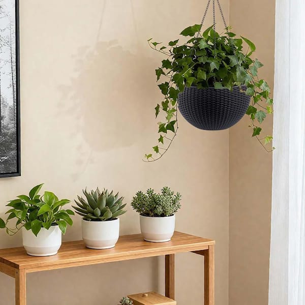 aglaonema and pets Siam Aurora Chinese Evergreen Plant - Aglaonema - Grows in Dim Light