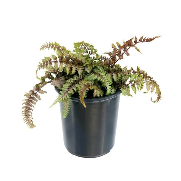 Unbranded 2.5 qt. Perennial Fern Athyrium Red Beauty (1-Pack)