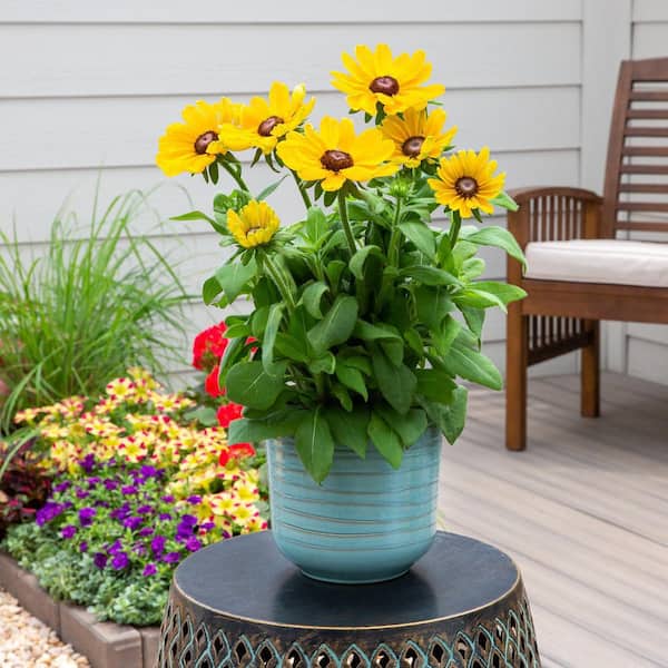 11 in. Yellow Black Eye Susan Planter
