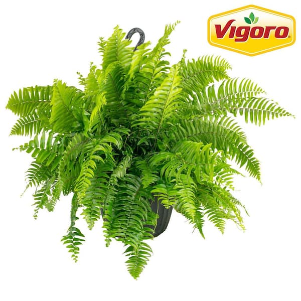 Macho Indoor/Outdoor Fern Plant in 12 in. Grower Pot, Avg. Shipping Height 2-3 ft. Tall