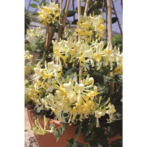 PROVEN WINNERS 1 Gal. Scentsation Honeysuckle (Lonicera) Live Vine Shrub with Yellow Flowers and Red Berries