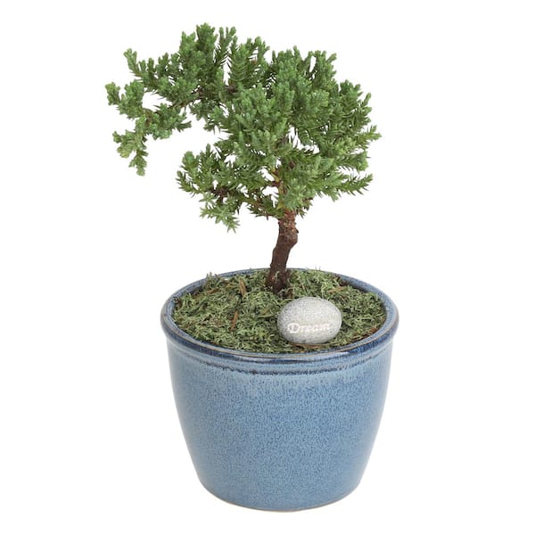 Costa Farms Bonsai Medium Plant in Deco Pot BD08S The Home Depot