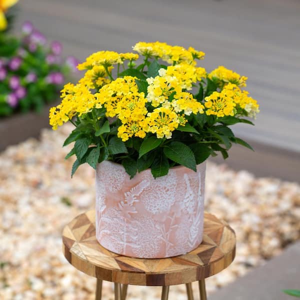 Vigoro 1.5 PT Lantana 'Bandana Lemon Zest' Yellow Annual Plant