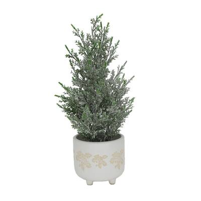 Norfolk Pine Christmas Plants Indoor Christmas Decorations The Home Depot